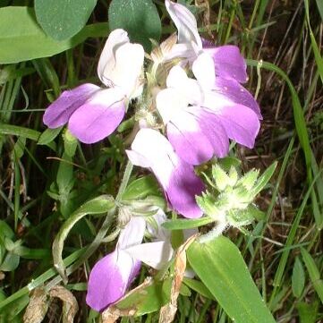 Collinsia unspecified picture