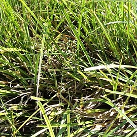 Chionochloa flavescens unspecified picture