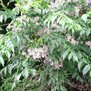 Meliaceae unspecified picture