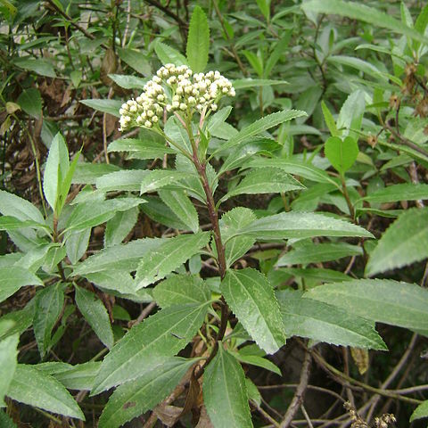 Baccharis latifolia unspecified picture