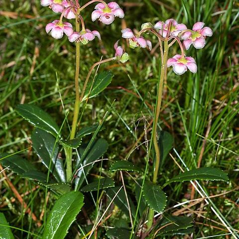 Chimaphila unspecified picture