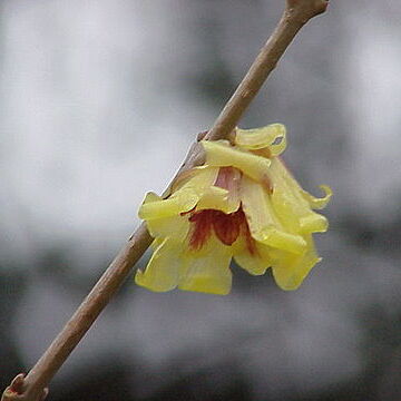 Chimonanthus unspecified picture