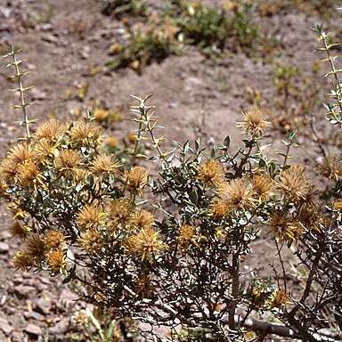 Chuquiraga unspecified picture