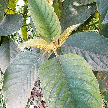 Citharexylum subflavescens unspecified picture