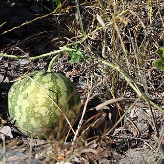 Citrullus ecirrhosus unspecified picture