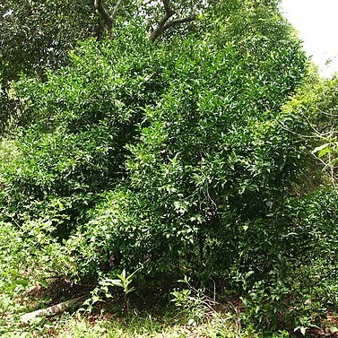 Citrus australis unspecified picture