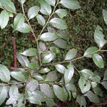 Cardiopteridaceae unspecified picture