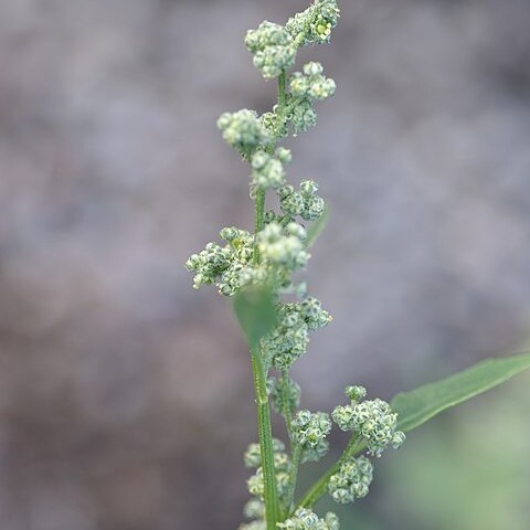 Chenopodium suecicum unspecified picture