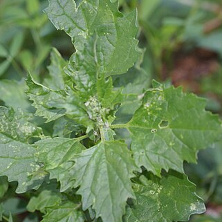 Chenopodium suecicum unspecified picture