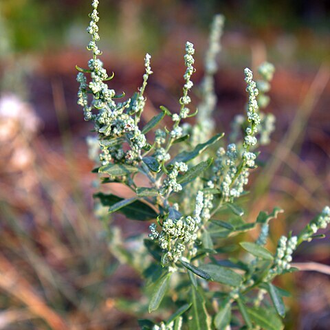 Chenopodium berlandieri unspecified picture