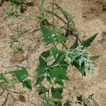 Chenopodium bryoniifolium unspecified picture