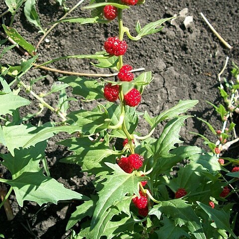 Chenopodium foliosum unspecified picture