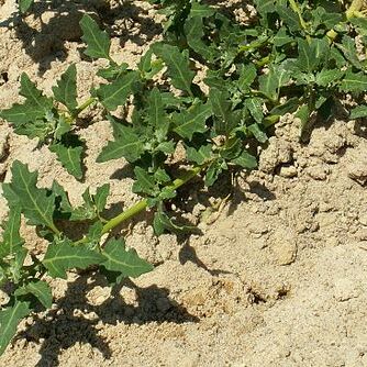 Chenopodium glaucum unspecified picture