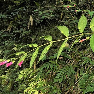 Chelonopsis longipes unspecified picture