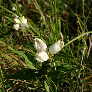 Chelone unspecified picture