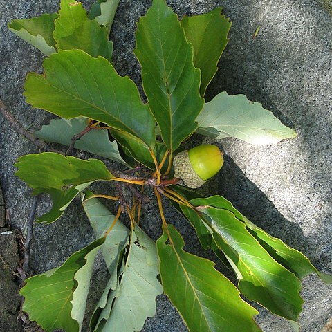 Quercus montana unspecified picture