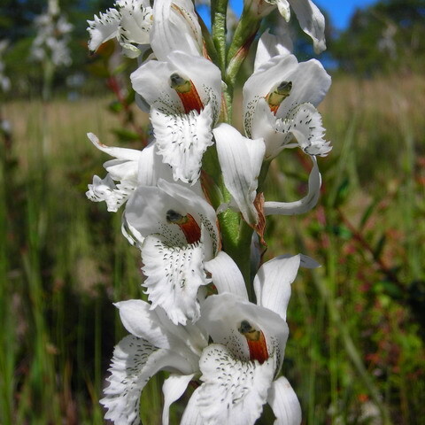 Chloraea piquichen unspecified picture