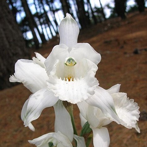 Chloraea crispa unspecified picture