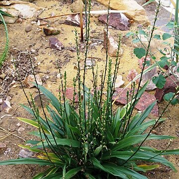 Chlorophytum bowkeri unspecified picture