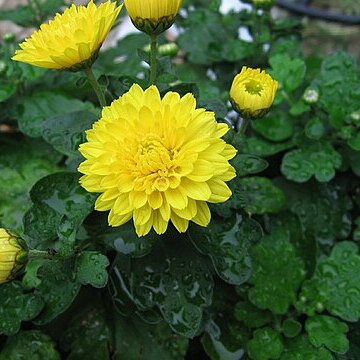 Chrysanthemum x grandiflorum unspecified picture