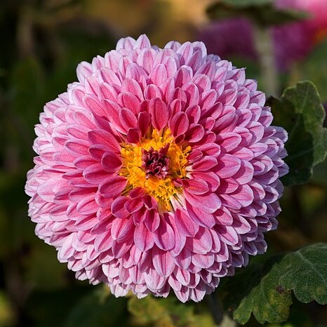 Chrysanthemum morifolium unspecified picture