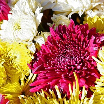 Chrysanthemum unspecified picture