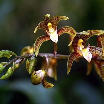 Chrysoglossum unspecified picture