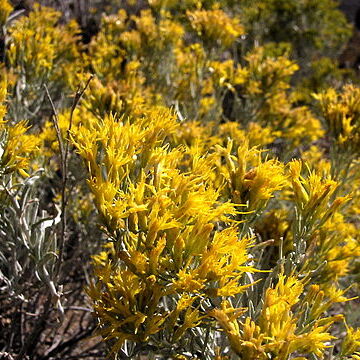 Ericameria nauseosa unspecified picture