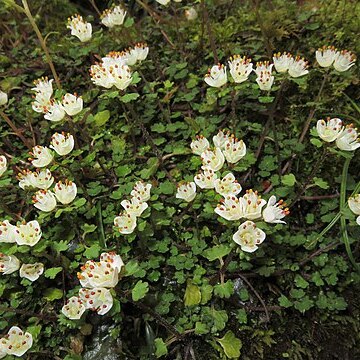 Chrysosplenium album var. stamineum unspecified picture