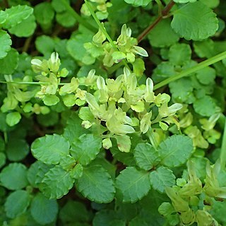 Chrysosplenium dubium unspecified picture