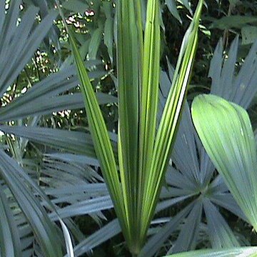 Cryosophila williamsii unspecified picture