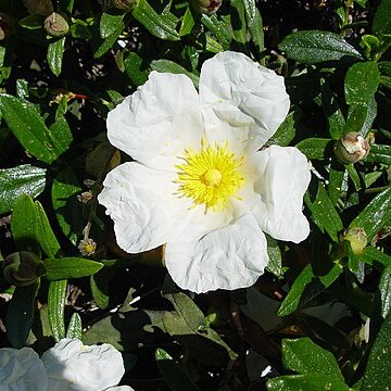 Cistus palhinhae unspecified picture