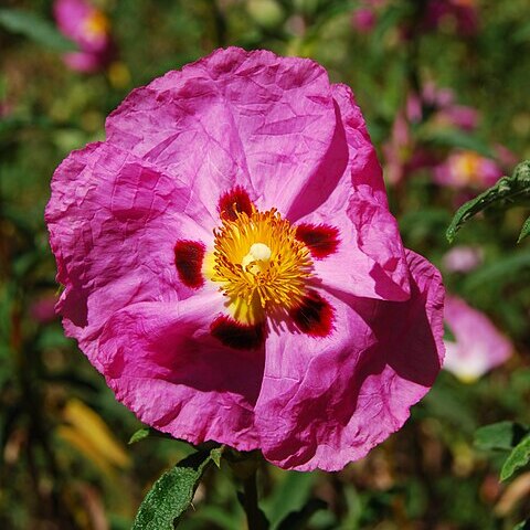 Cistus purpureus unspecified picture