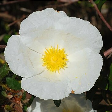 Cistus unspecified picture