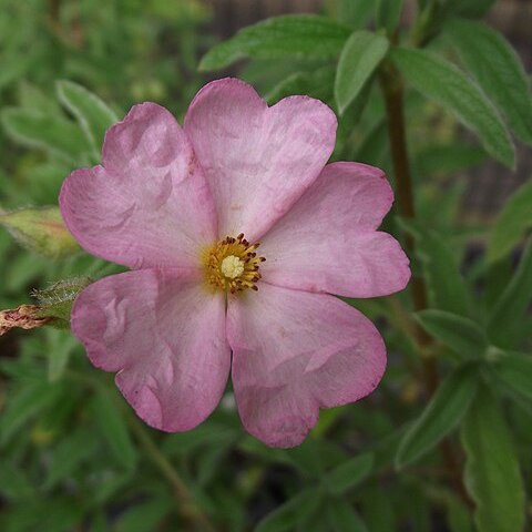 Cistus skanbergii unspecified picture