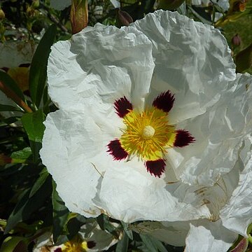 Cistus cyprius unspecified picture