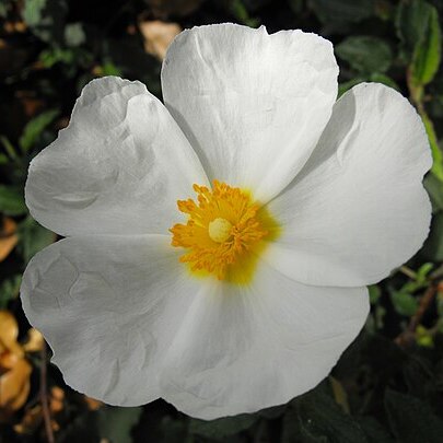 Cistus x hybridus unspecified picture