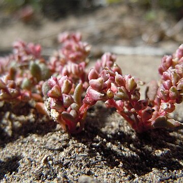 Cistanthe rosea unspecified picture