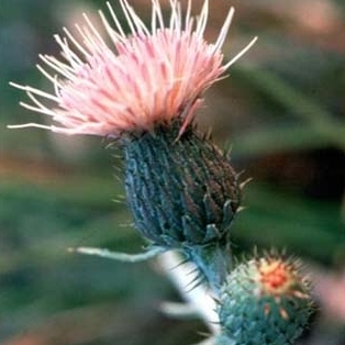 Cirsium pitcheri unspecified picture