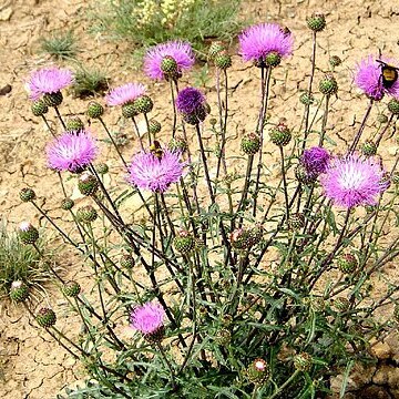 Cirsium perplexans unspecified picture