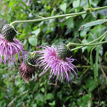 Cirsium aidzuense unspecified picture