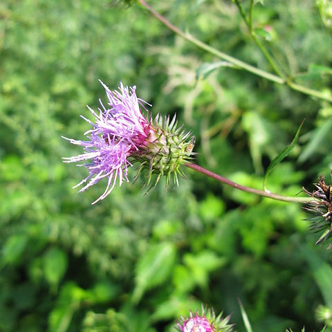 Cirsium amplexifolium unspecified picture