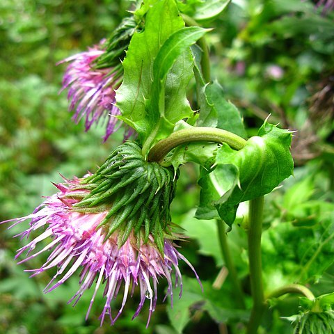 Cirsium yezoense unspecified picture