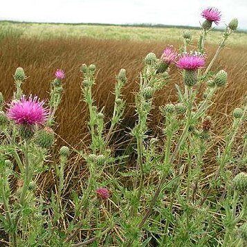 Cirsium hydrophilum unspecified picture