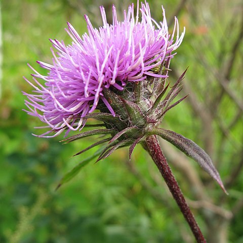 Cirsium dipsacolepis unspecified picture