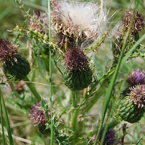 Cirsium drummondii unspecified picture