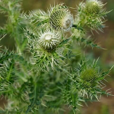 Cirsium echinus unspecified picture