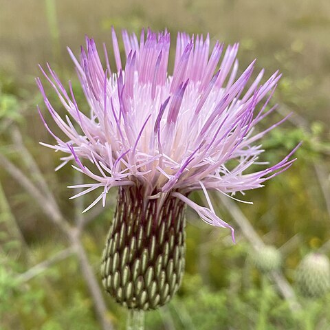 Cirsium lecontei unspecified picture