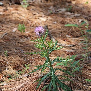 Cirsium repandum unspecified picture