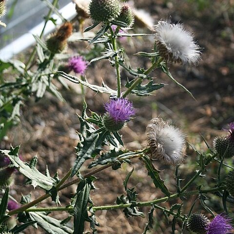 Cirsium ciliatum unspecified picture